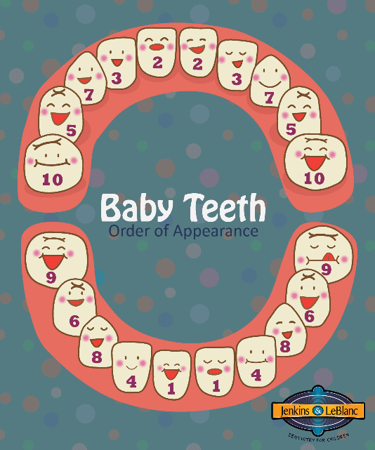 teeth chart baby teeth