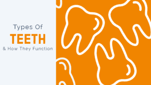 Types of Teeth and How They Function