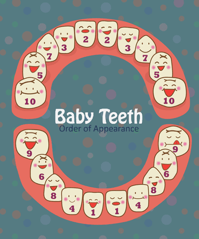 Baby Teeth Development Chart