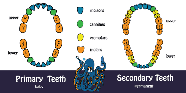 Baby Teeth Versus Primary Teeth