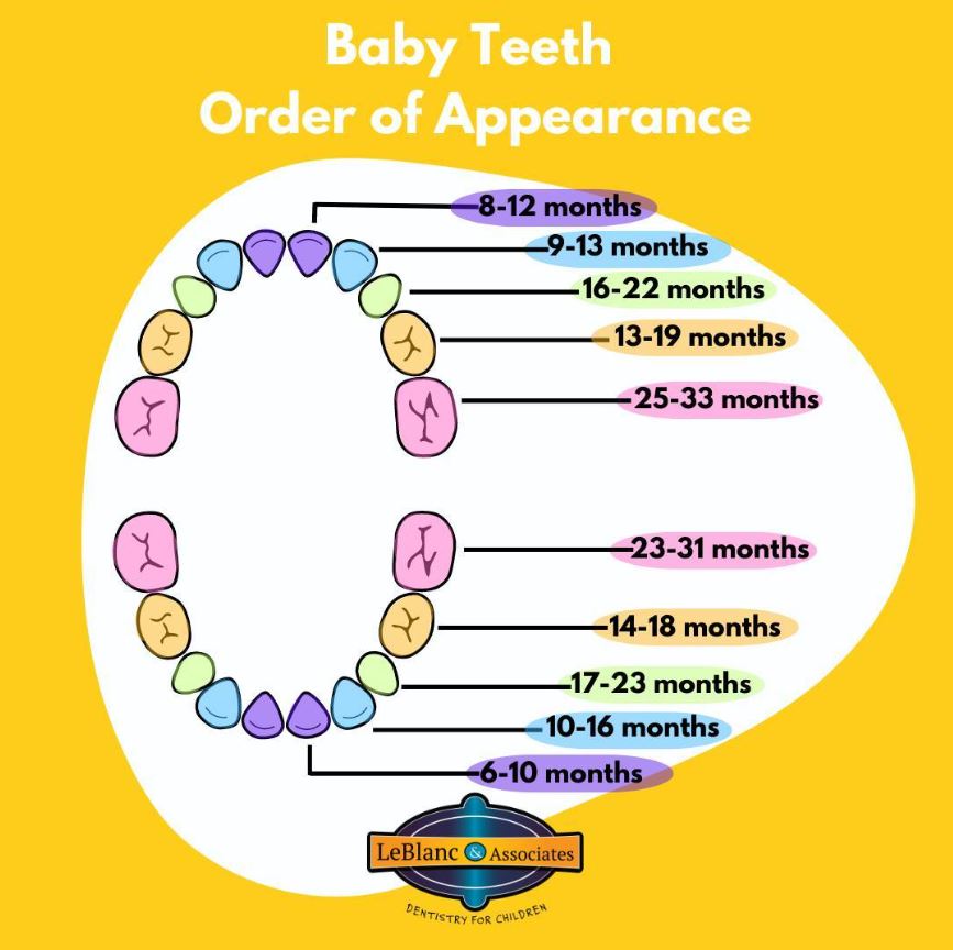 When Do Baby Teeth Come In? - LeBlanc & Associates